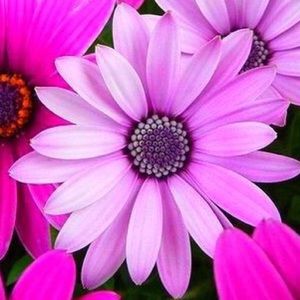 Meet your Posher, Olga